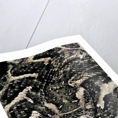 Bitis arietans (puff adder) by Anonymous