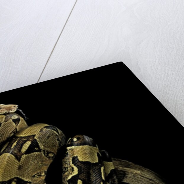 Boa constrictor by Anonymous