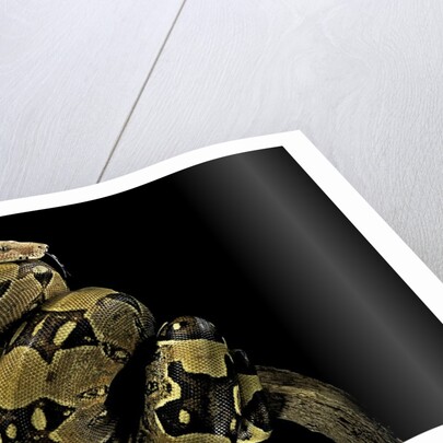 Boa constrictor by Anonymous