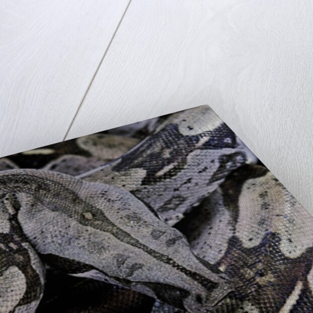 Boa constrictor constrictor by Anonymous