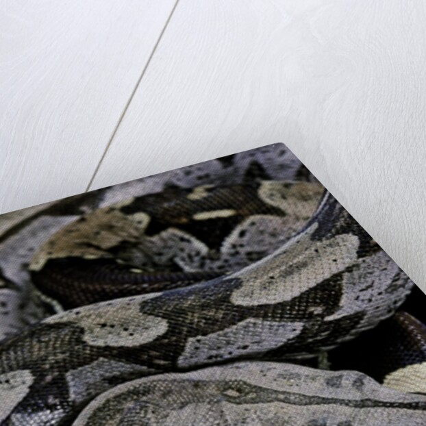 Boa constrictor constrictor by Anonymous