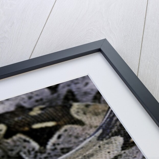 Boa constrictor constrictor by Anonymous