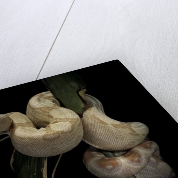 Boa constrictor f. albino by Anonymous