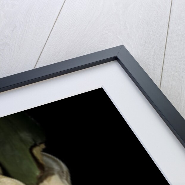 Boa constrictor f. albino by Anonymous