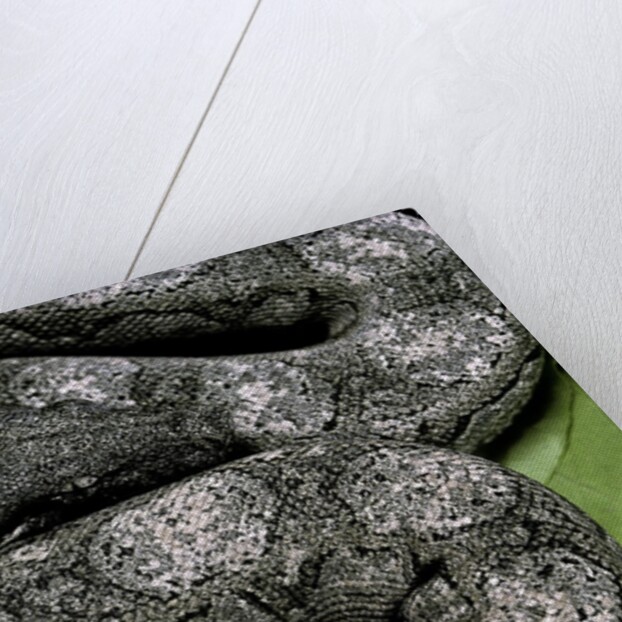 Boa constrictor occidentalis (Argentine boa constrictor) - young by Anonymous