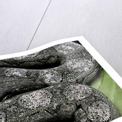 Boa constrictor occidentalis (Argentine boa constrictor) - young by Anonymous