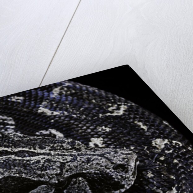 Boa constrictor occidentalis (Argentine boa constrictor) by Anonymous