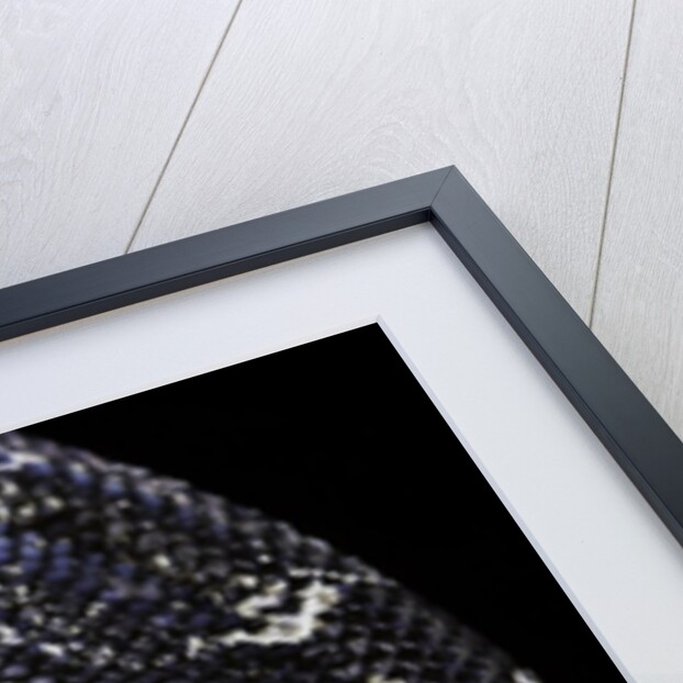 Boa constrictor occidentalis (Argentine boa constrictor) by Anonymous