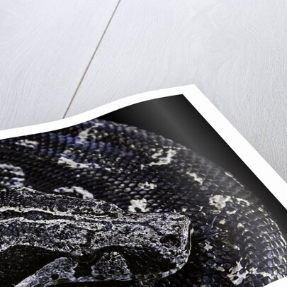 Boa constrictor occidentalis (Argentine boa constrictor) by Anonymous