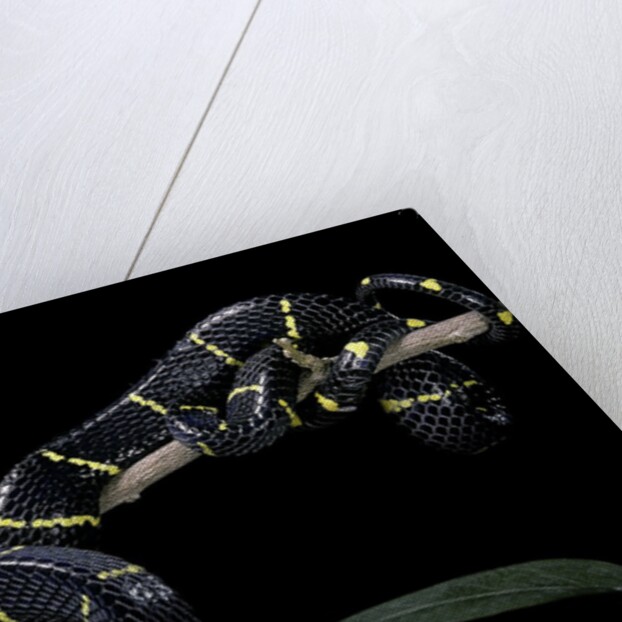 Boiga dendrophila melanota (mangrove snake) by Anonymous