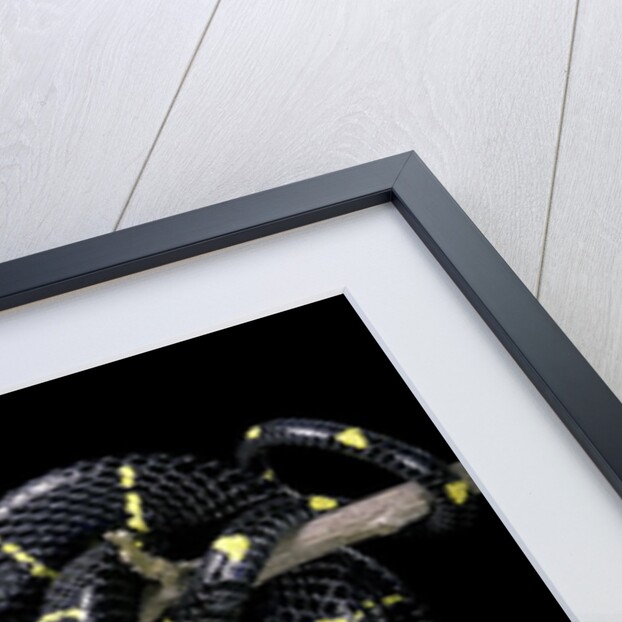 Boiga dendrophila melanota (mangrove snake) by Anonymous