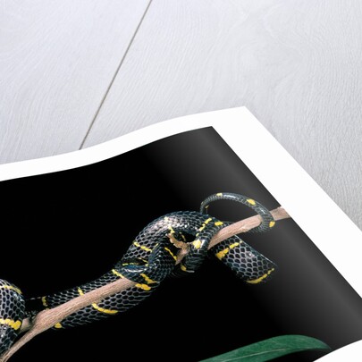 Boiga dendrophila melanota (mangrove snake) by Anonymous