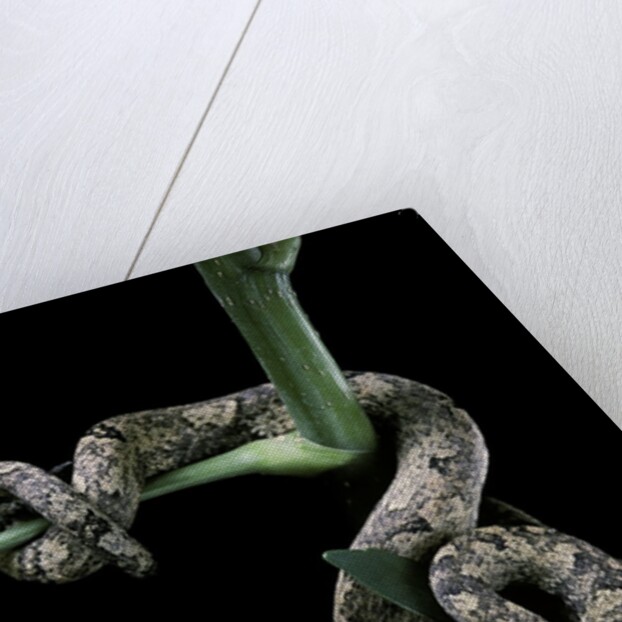 Candoia carinata carinata (New Guinea tree boa) by Anonymous
