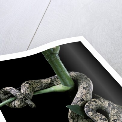 Candoia carinata carinata (New Guinea tree boa) by Anonymous