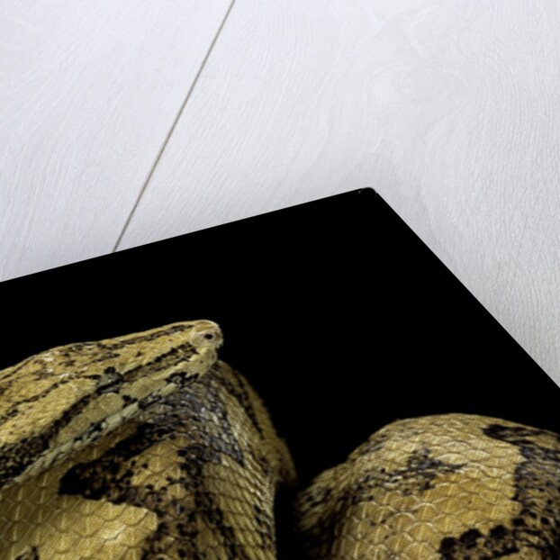 Candoia paulsoni (Solomon Island ground boa) by Anonymous