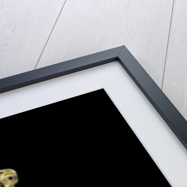 Candoia paulsoni (Solomon Island ground boa) by Anonymous