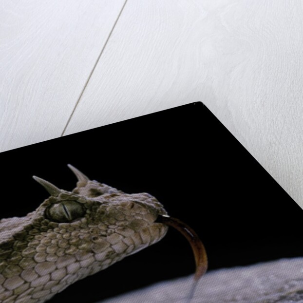 Cerastes cerastes (horned viper) by Anonymous