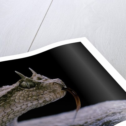 Cerastes cerastes (horned viper) by Anonymous
