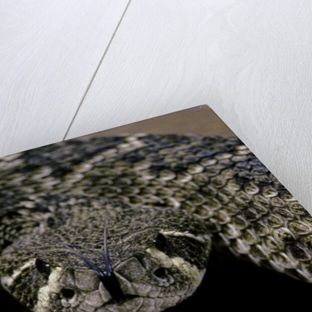 Crotalus atrox (Western diamondback rattlesnake) by Anonymous