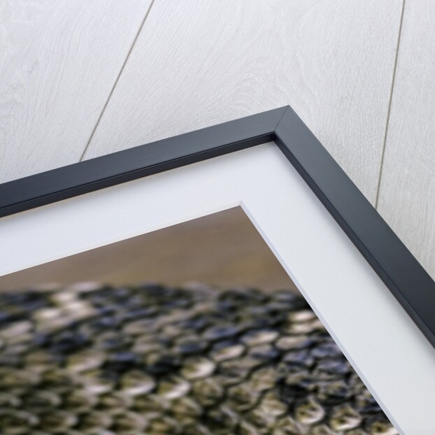 Crotalus atrox (Western diamondback rattlesnake) by Anonymous