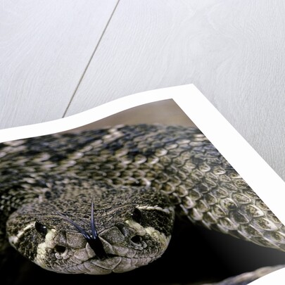 Crotalus atrox (Western diamondback rattlesnake) by Anonymous