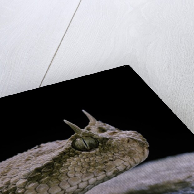 Cerastes cerastes (horned viper) by Anonymous