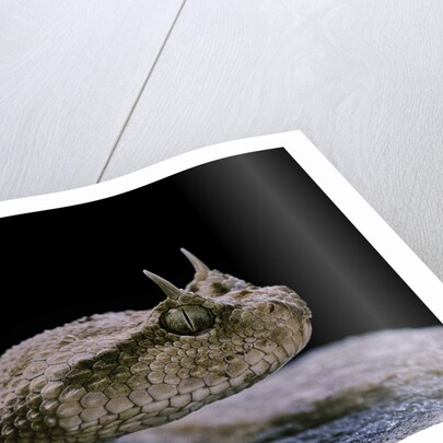 Cerastes cerastes (horned viper) by Anonymous
