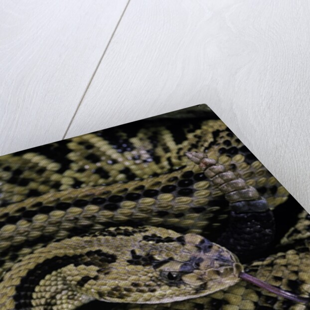 Crotalus durissus durissus (cascabel rattlesnake) by Anonymous