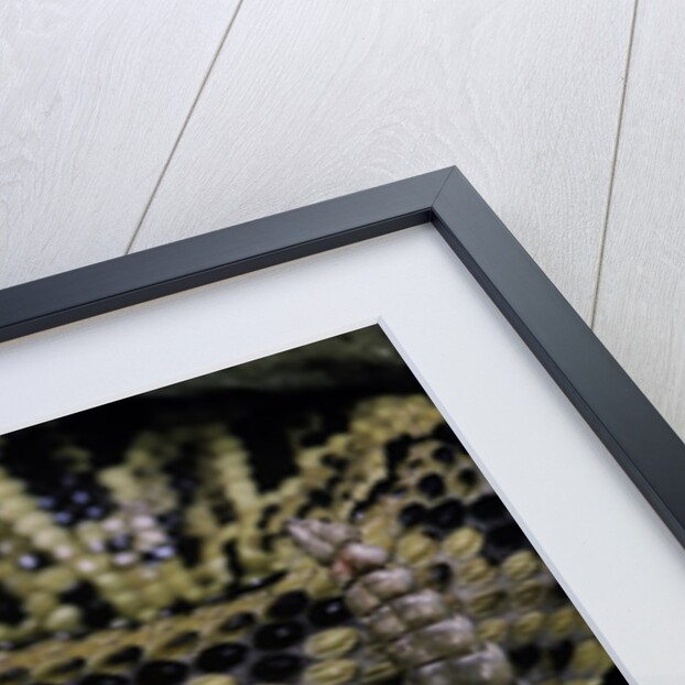 Crotalus durissus durissus (cascabel rattlesnake) by Anonymous