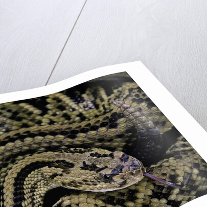 Crotalus durissus durissus (cascabel rattlesnake) by Anonymous