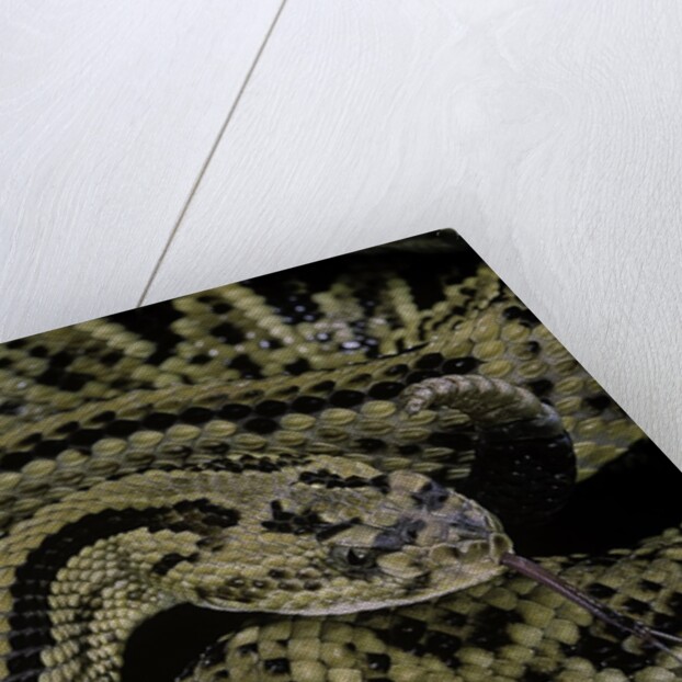Crotalus durissus durissus (cascabel rattlesnake) by Anonymous