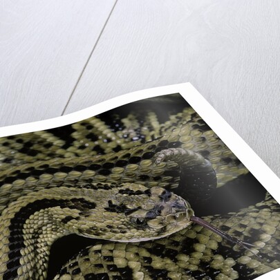 Crotalus durissus durissus (cascabel rattlesnake) by Anonymous