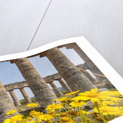 Segesta, the temple by Anonymous