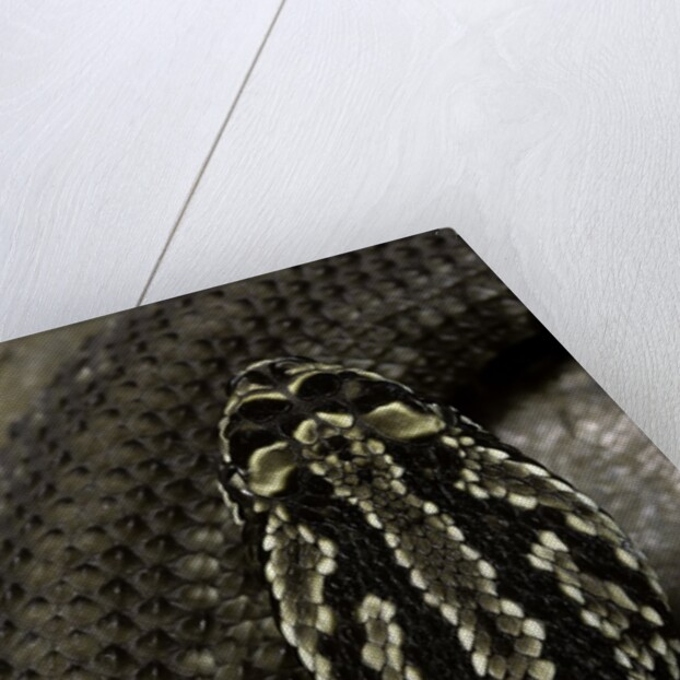 Crotalus durissus terrificus (cascabel or South american rattlesnake) by Anonymous