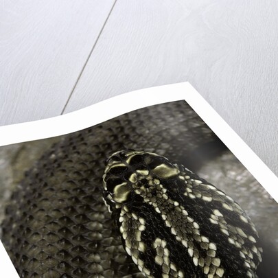 Crotalus durissus terrificus (cascabel or South american rattlesnake) by Anonymous
