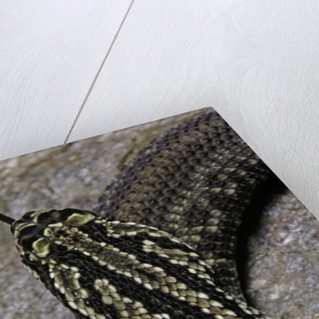 Crotalus durissus terrificus (cascabel or South american rattlesnake) by Anonymous