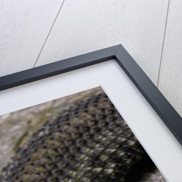 Crotalus durissus terrificus (cascabel or South american rattlesnake) by Anonymous