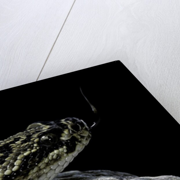 Crotalus durissus terrificus (cascabel or South american rattlesnake) by Anonymous