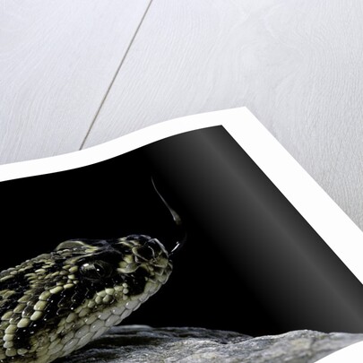 Crotalus durissus terrificus (cascabel or South american rattlesnake) by Anonymous