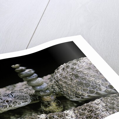 Crotalus tigris (tiger rattlesnake) by Anonymous