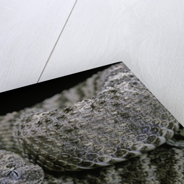 Crotalus tigris (tiger rattlesnake) by Anonymous