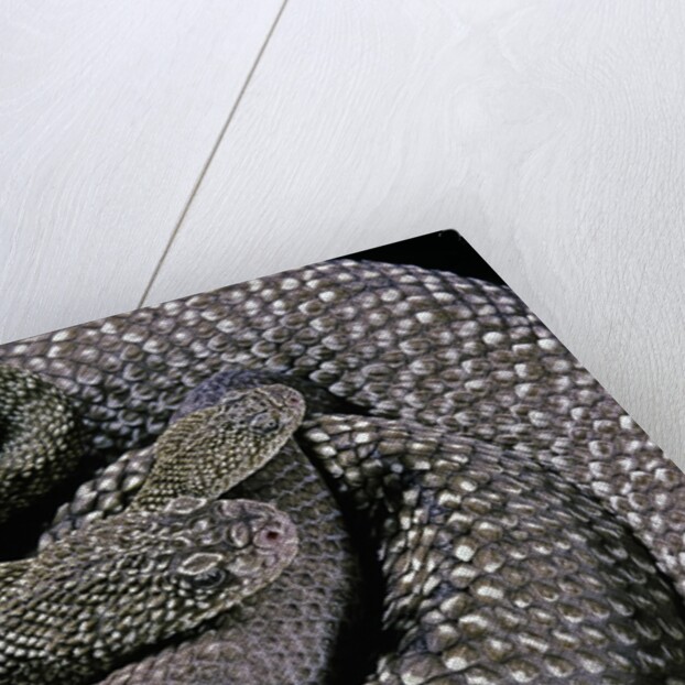 Crotalus vegrandis (urocoan rattlesnake) by Anonymous