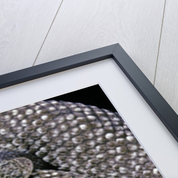 Crotalus vegrandis (urocoan rattlesnake) by Anonymous