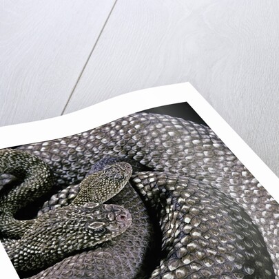 Crotalus vegrandis (urocoan rattlesnake) by Anonymous