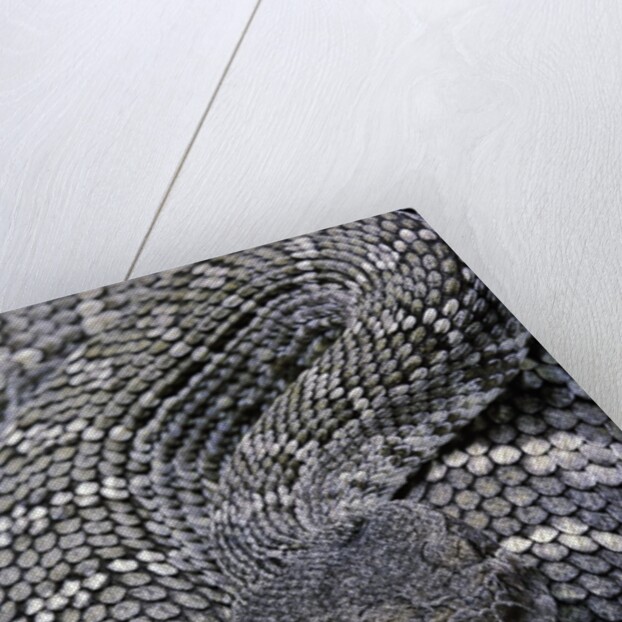 Crotalus viridis ( prairie rattlesnake) by Anonymous