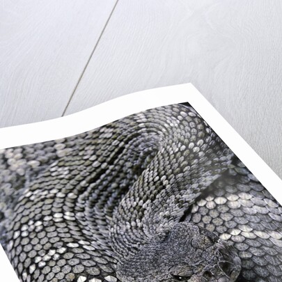 Crotalus viridis ( prairie rattlesnake) by Anonymous