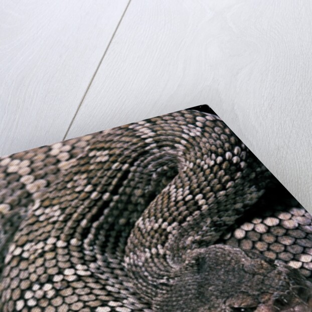 Crotalus viridis ( prairie rattlesnake) by Anonymous