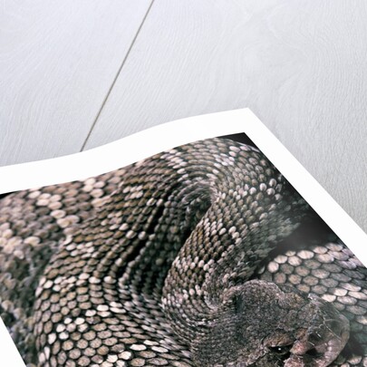 Crotalus viridis ( prairie rattlesnake) by Anonymous