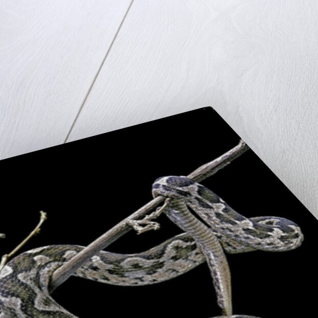 Daboia lebetina mauritanica (moorish viper) by Anonymous