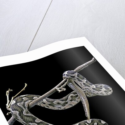Daboia lebetina mauritanica (moorish viper) by Anonymous